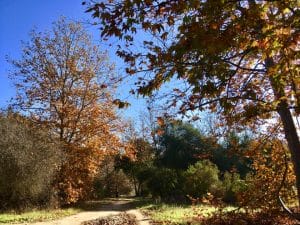 aliso viejo liso creek trail and woods canyons wilderness park