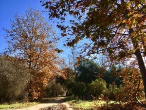 Aliso Viejo's Incredible Senior Movers 3 aliso viejo liso creek trail and woods canyons wilderness park